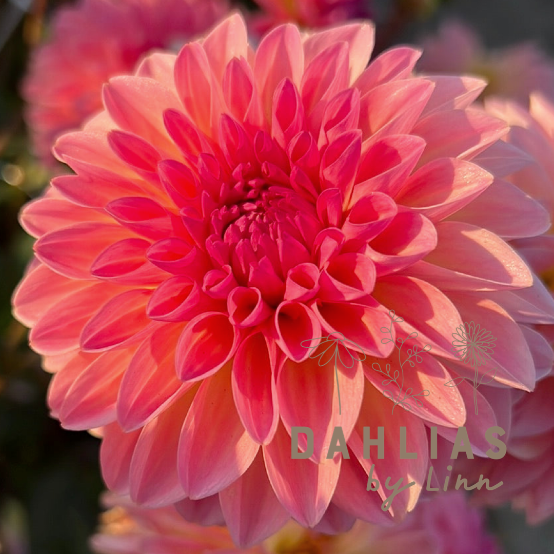 Dahlia Esli