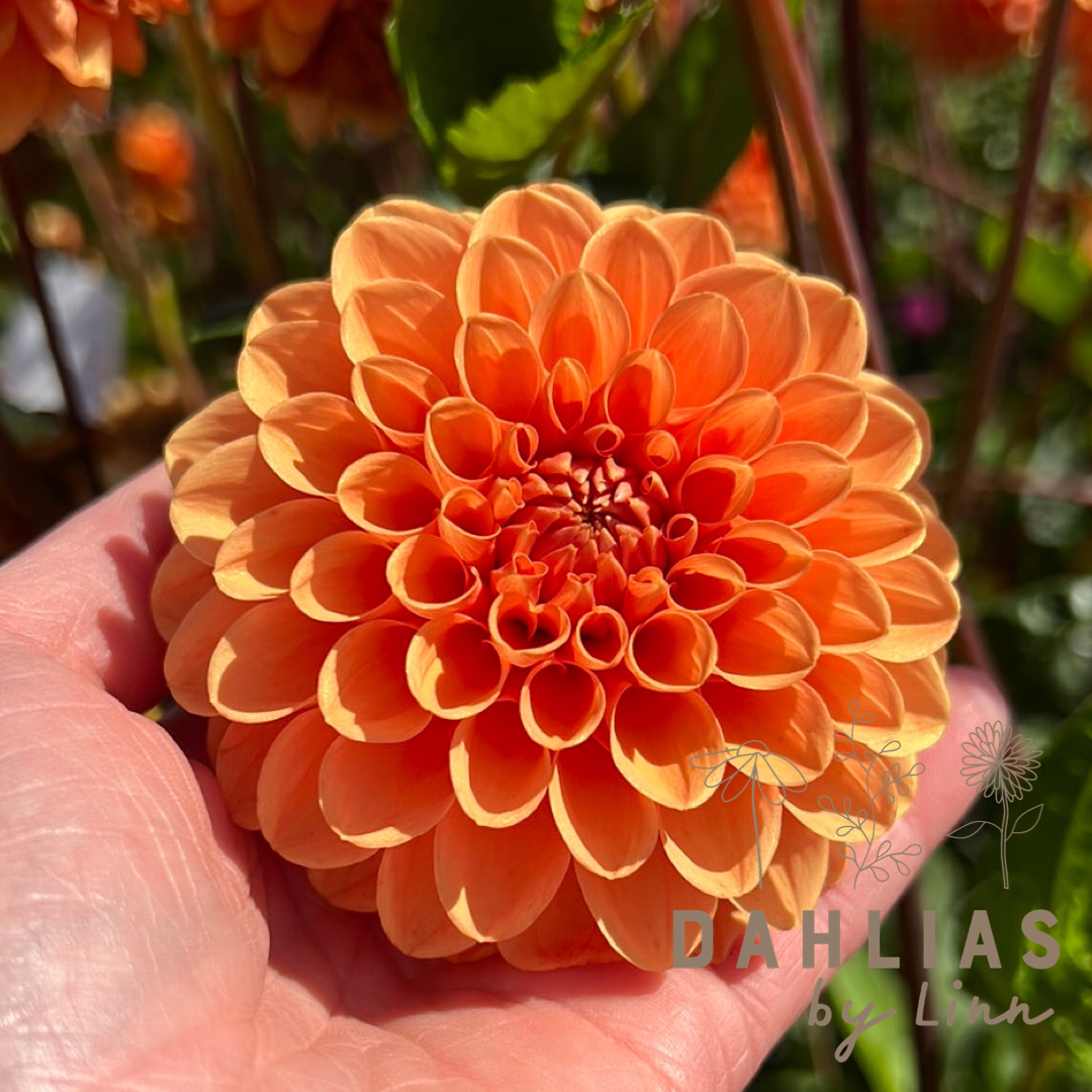 Dahlia Sylvia