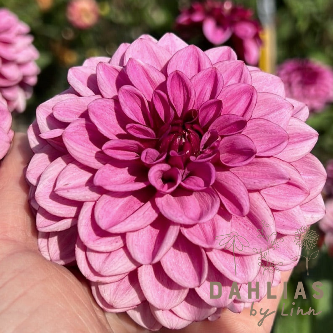 Dahlia Laughing Lizza