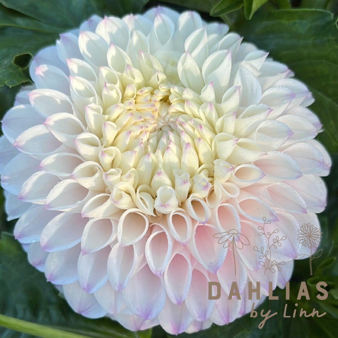Dahlia Pink Pearl