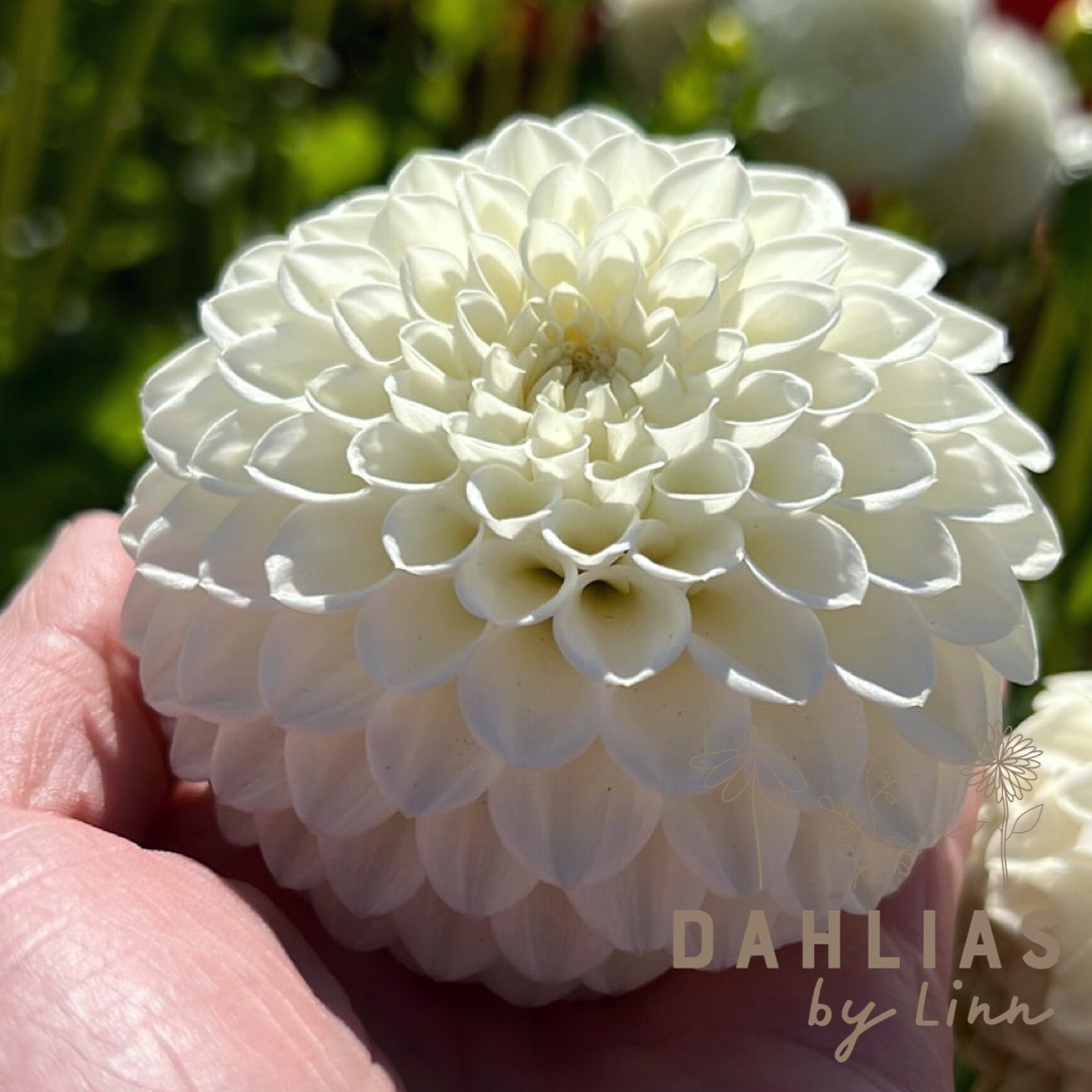Dahlia Ryecroft Jan