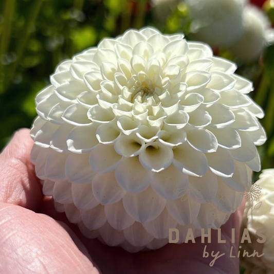 Dahlia Ryecroft Jan