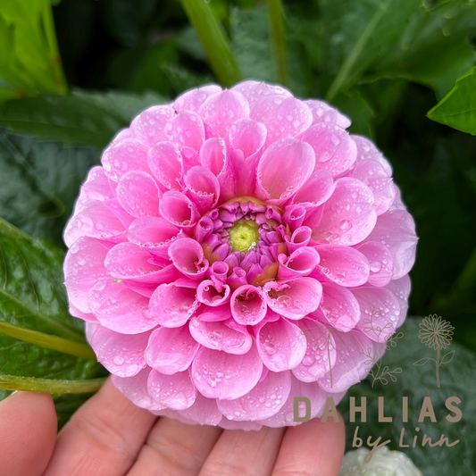 Dahlia Stolze von Berlin
