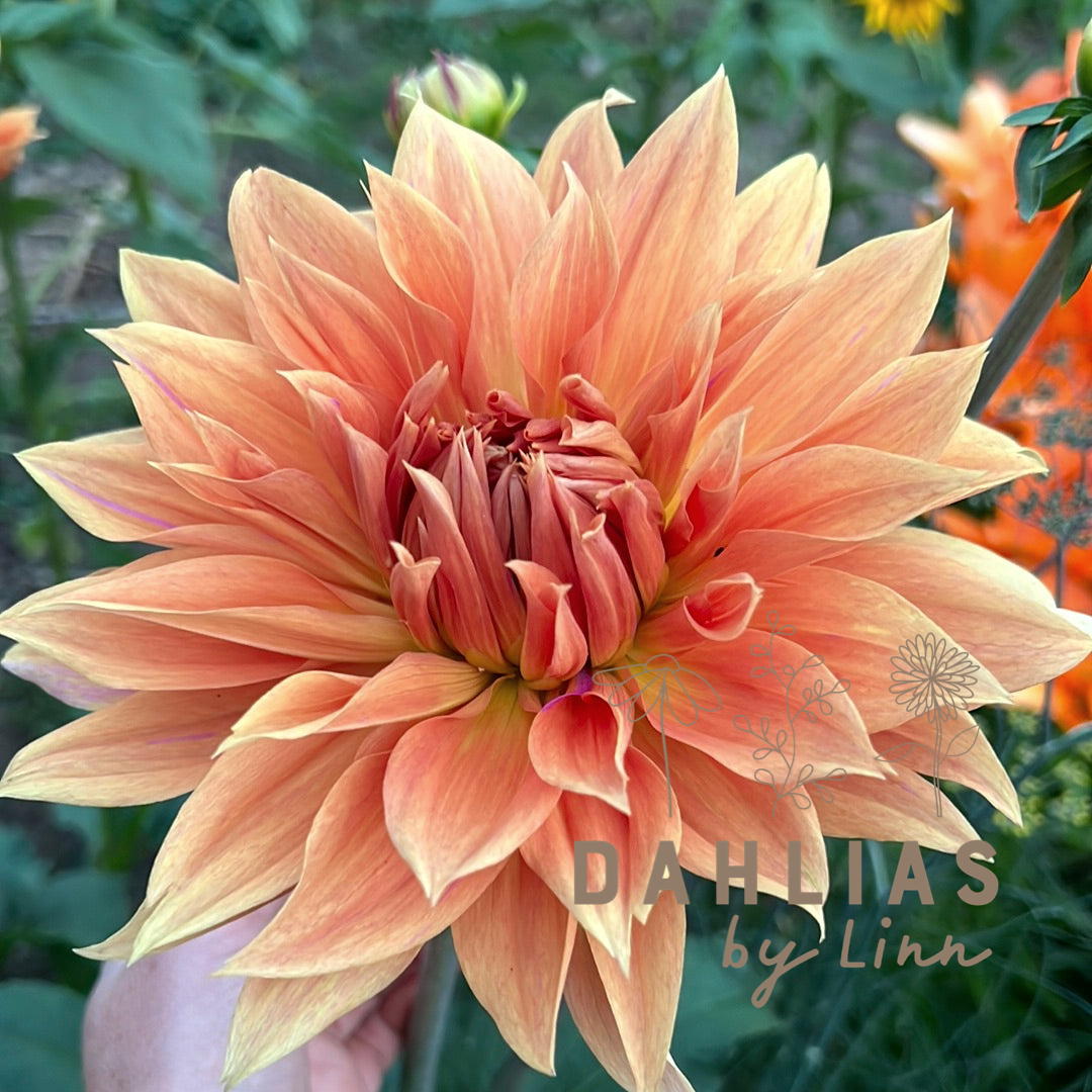 Dahlia Babylon Bronze