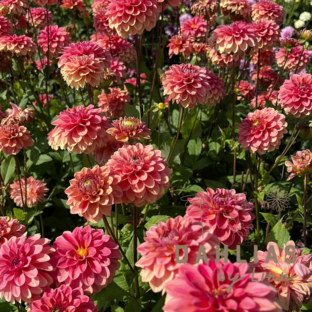 Dahlia Iced tea