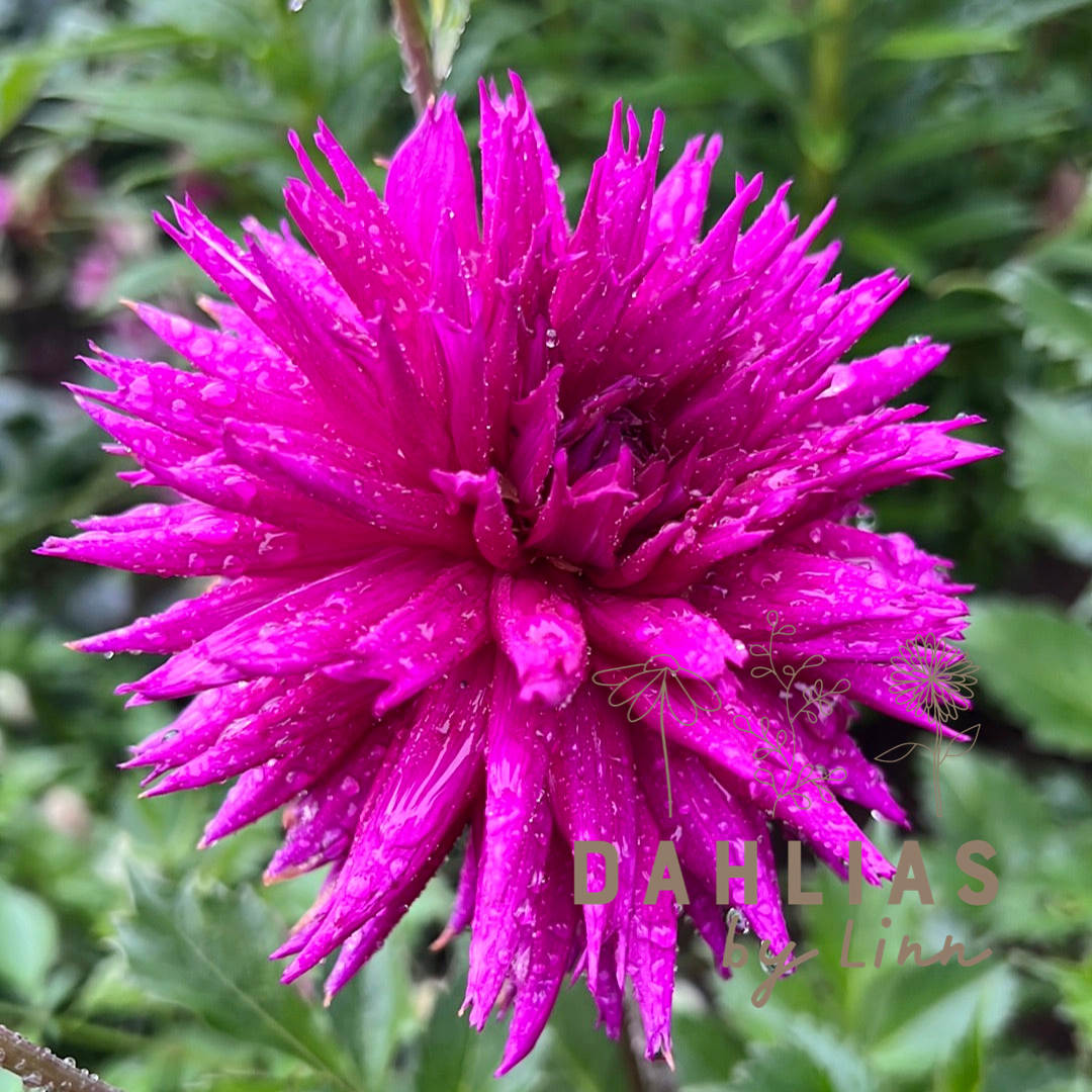 Dahlia Ambition