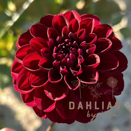 Dahlia Gipsy Night