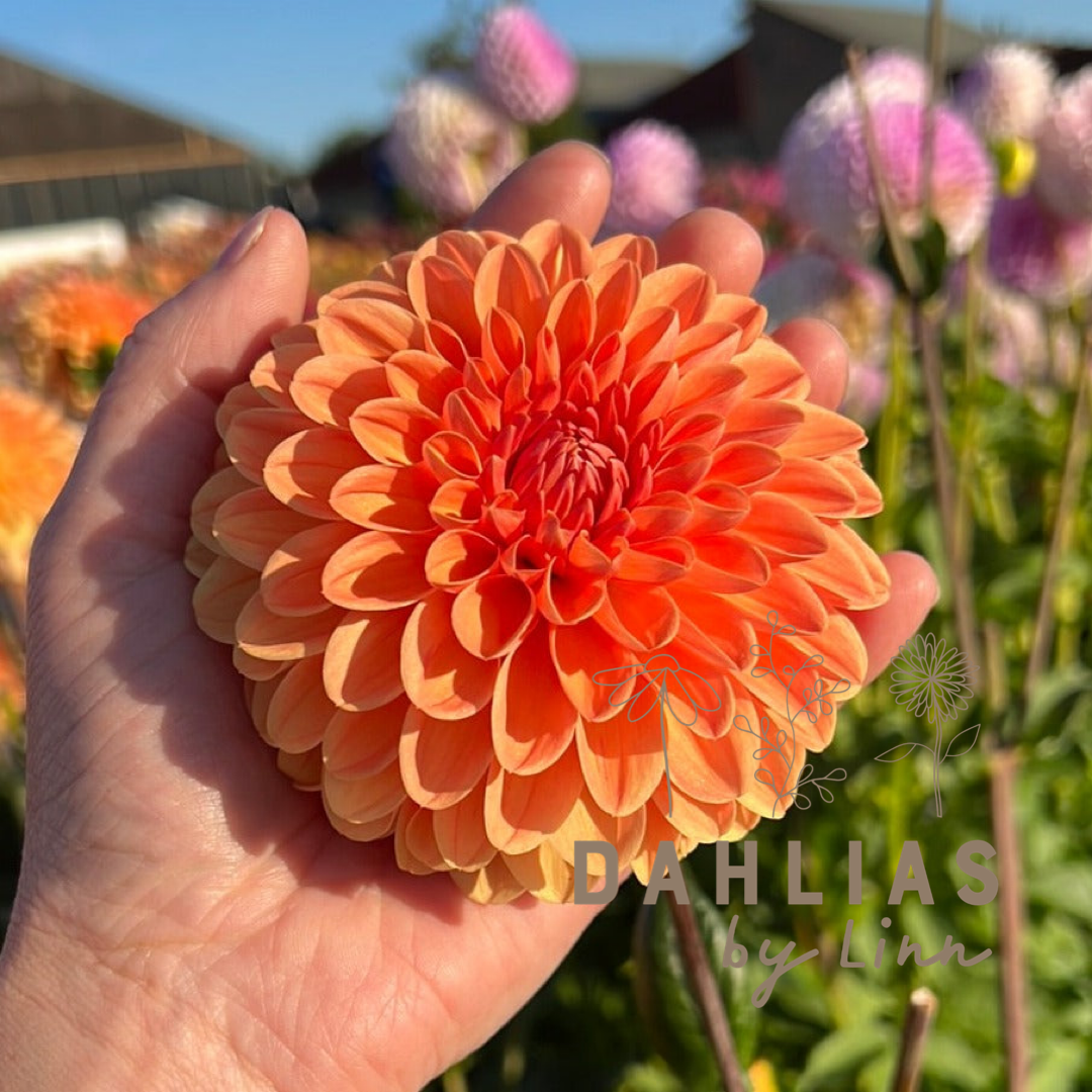 Dahlia Amber Crystal