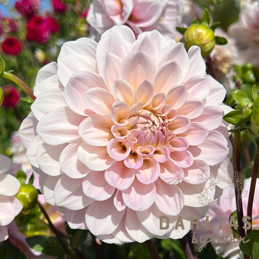 Dahlia Sweet Nathalie