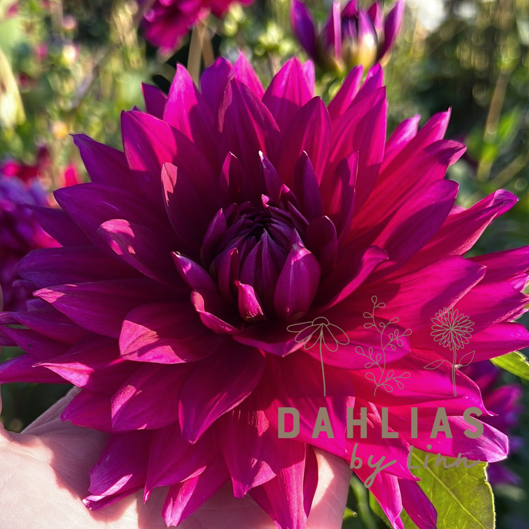 Dahlia Berner Oberland