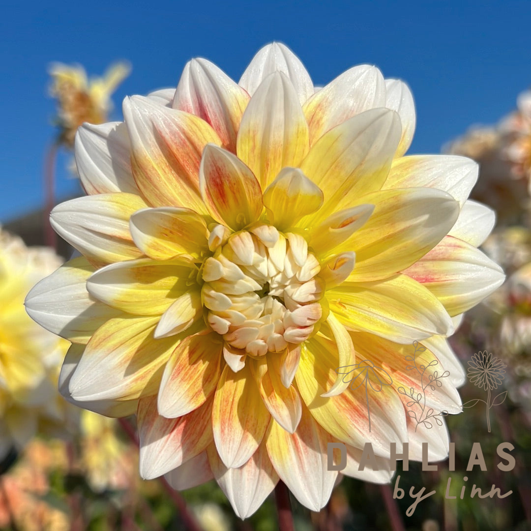 Dahlia Peaches and Cream Utgår!