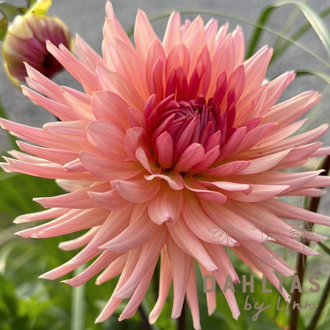 Dahlia Préference