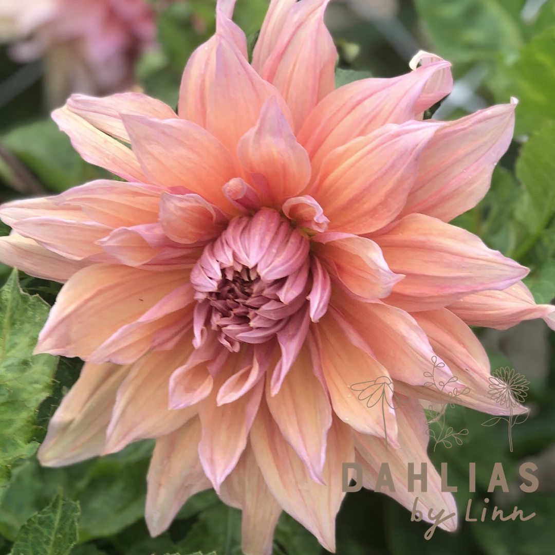 Dahlia Mango madness