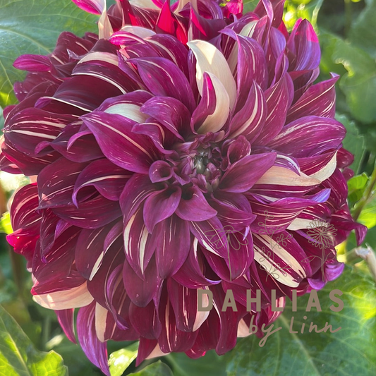 Dahlia Bohemian Spartacus