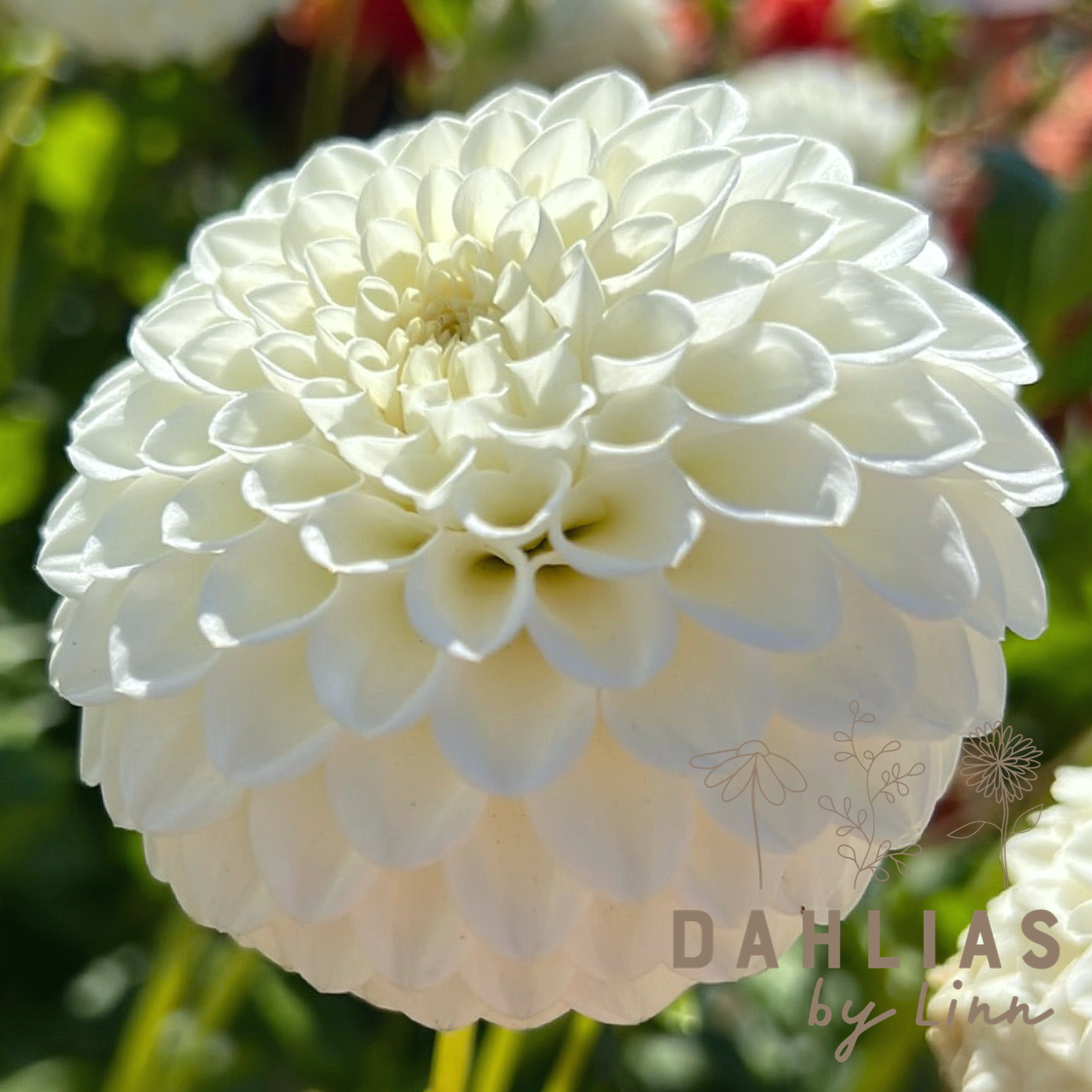 Dahlia Ryecroft Jan