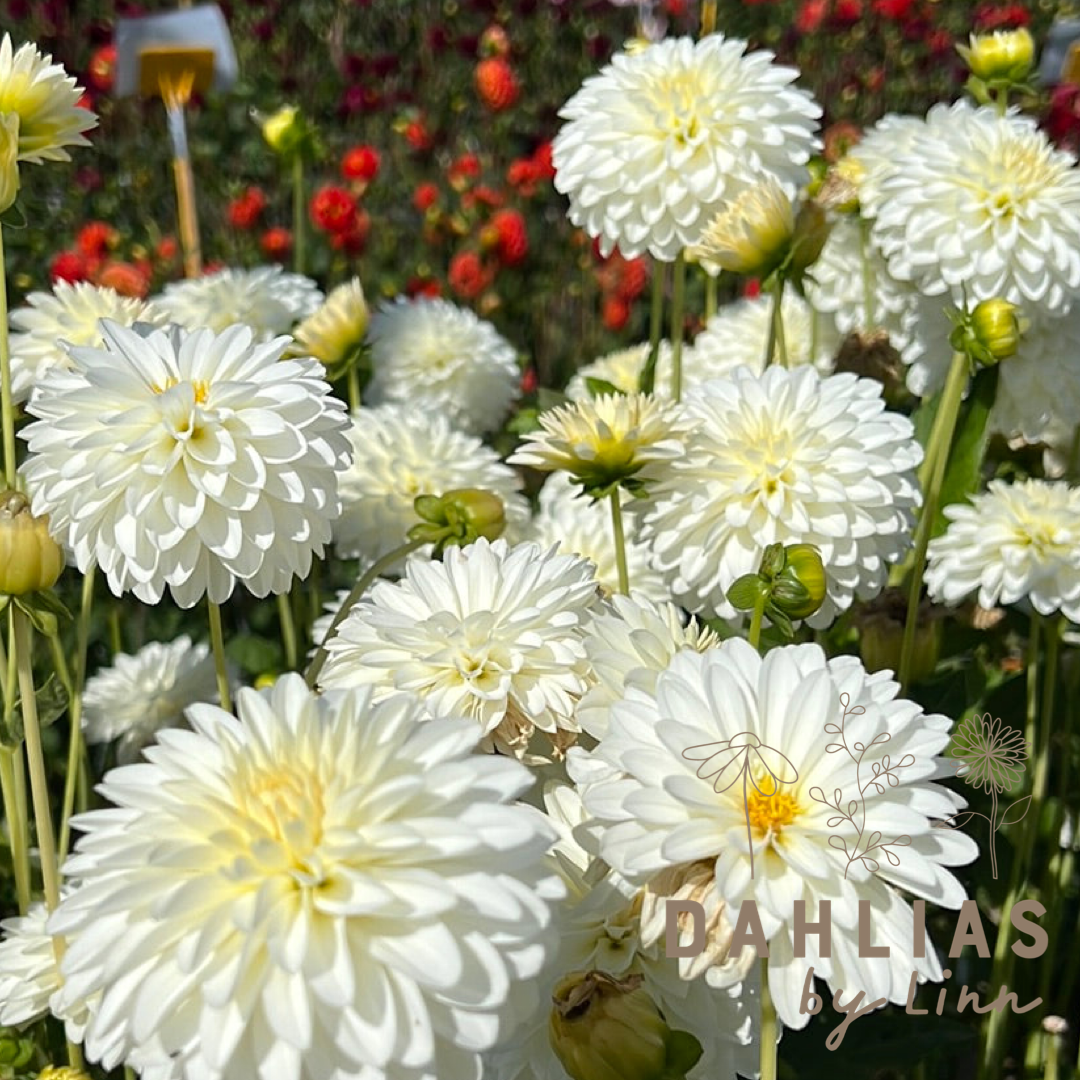 Dahlia Snow Cap