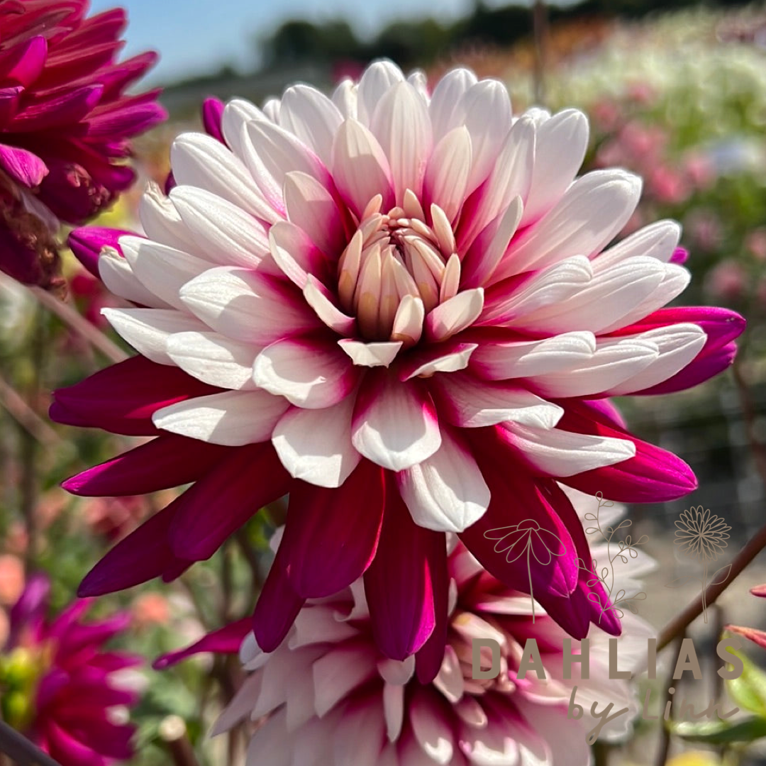 Dahlia Rebecca´s World