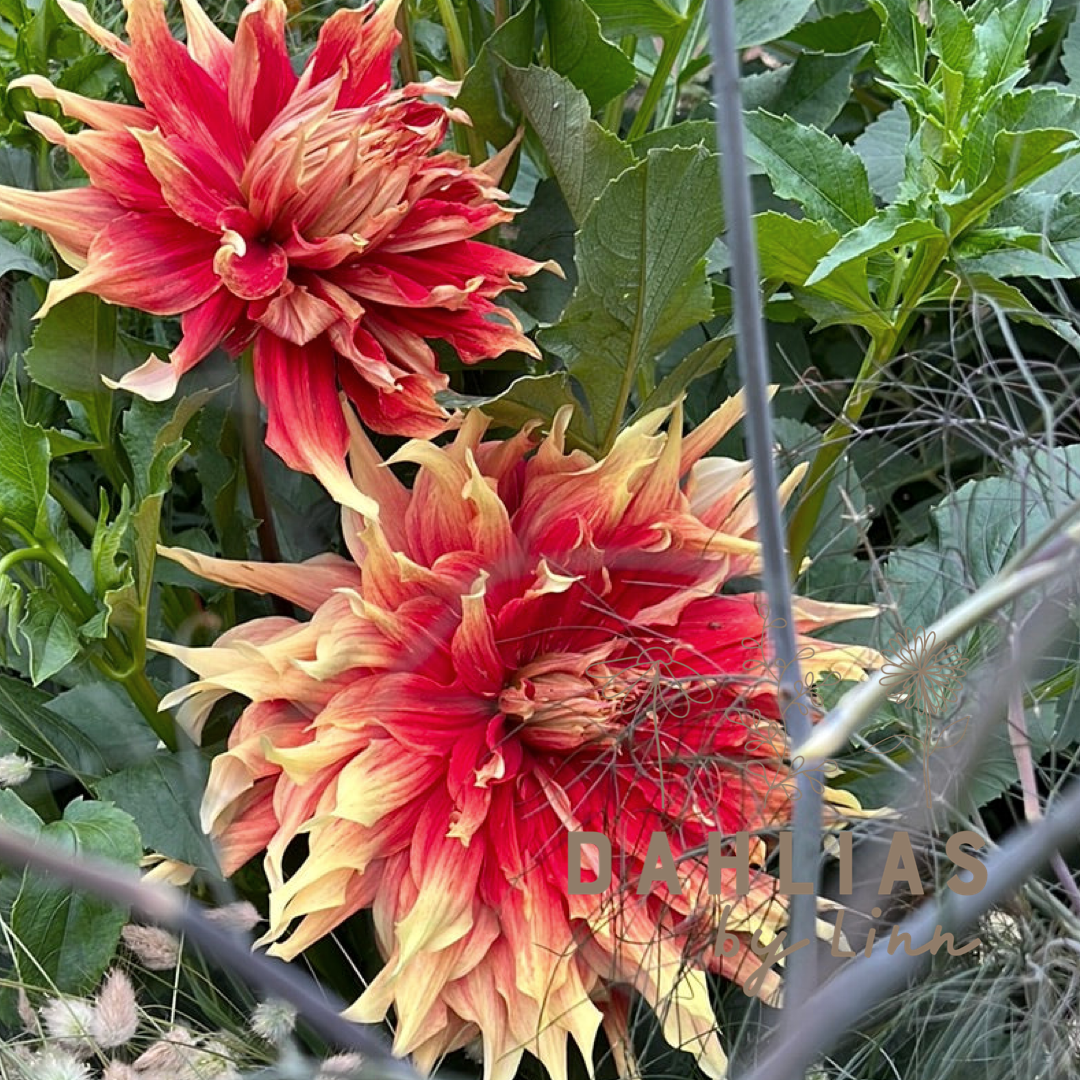 Dahlia Autumn Sunburst