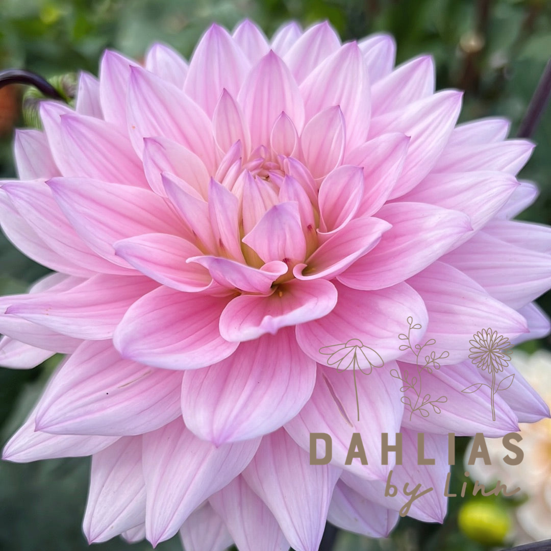 Dahlia Karma Prospero