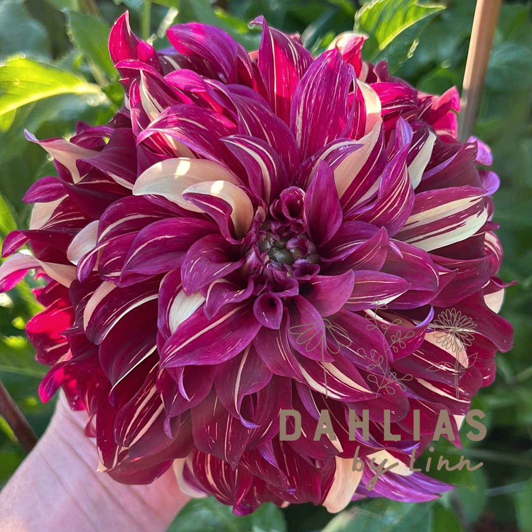 Dahlia Bohemian Spartacus