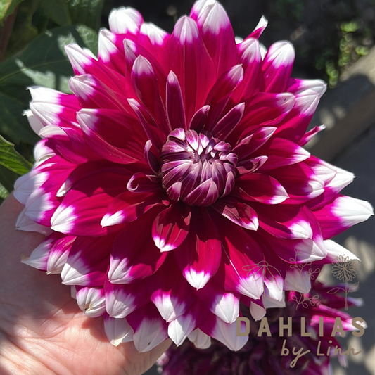 Dahlia Louis Walcher