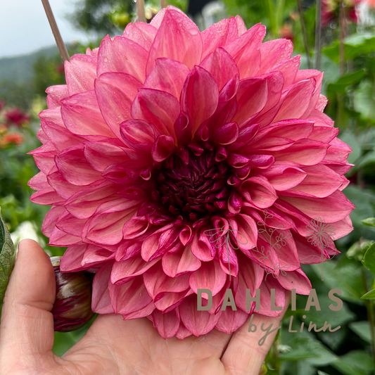 Dahlia Bacardi