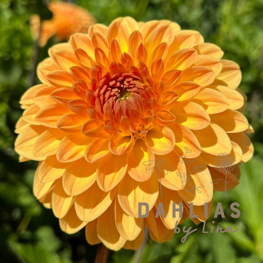 Dahlia Amber Crystal