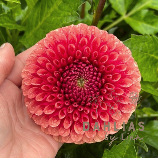 Dahlia Copper Boy