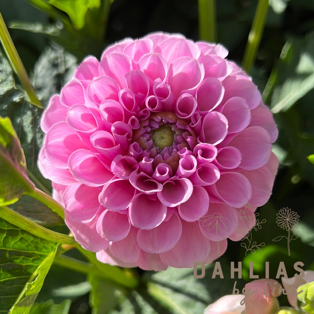Dahlia Stolze von Berlin