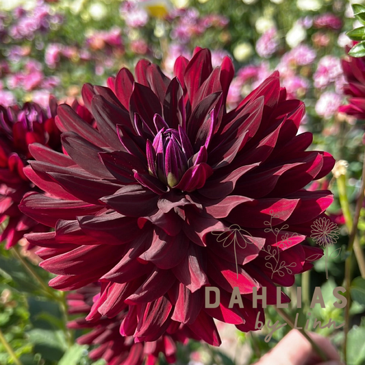 Dahlia Hollyhill Black Beauty