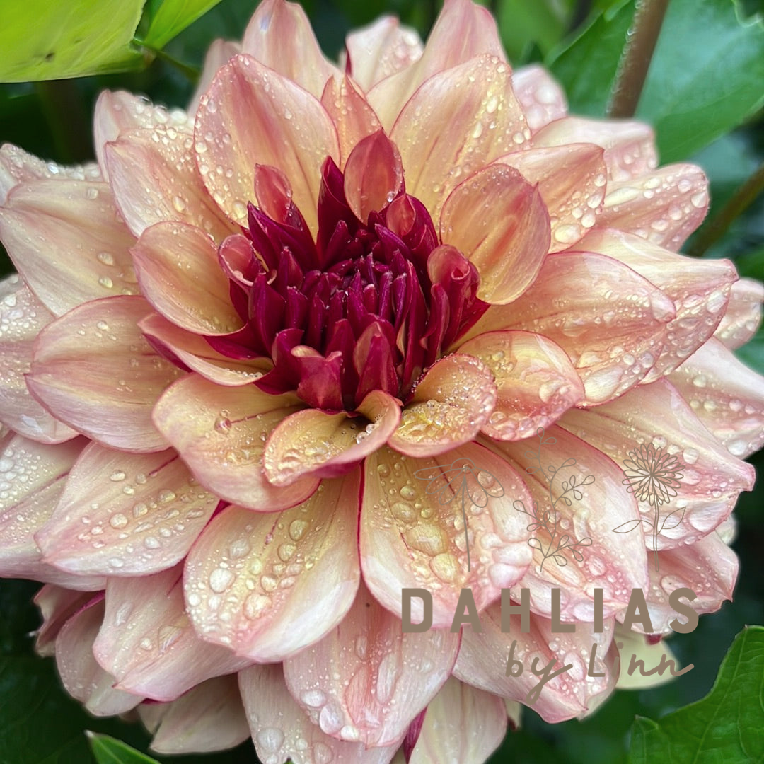 Dahlia Creme de Cognac