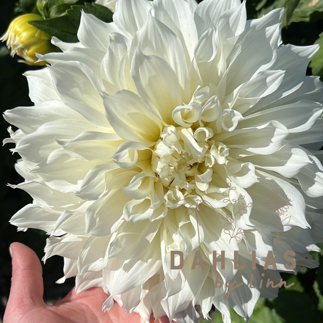 Dahlia Fleurel