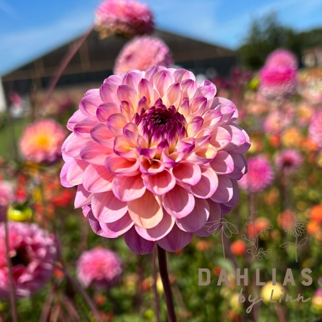 Dahlia Wine Eyed Jill