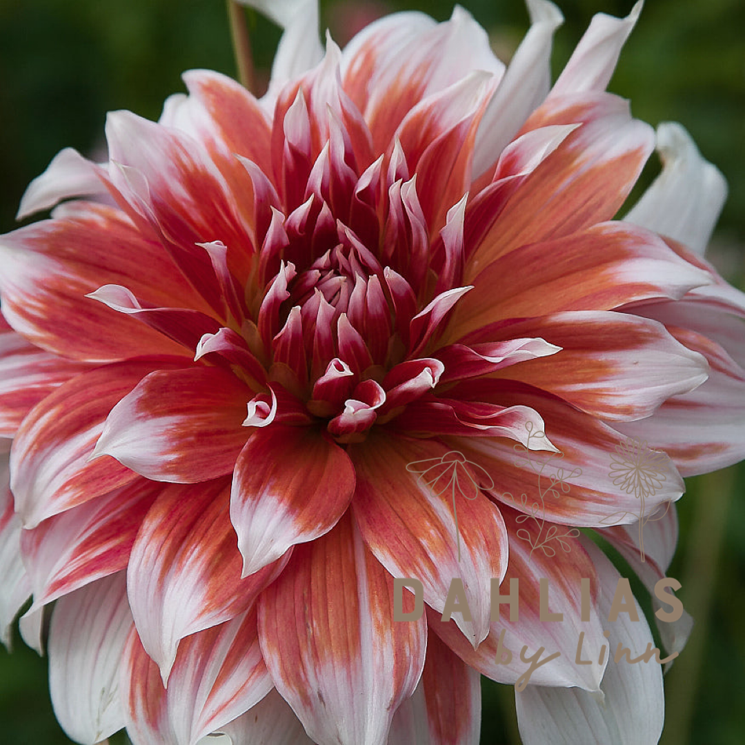 Dahlia Frost Nip
