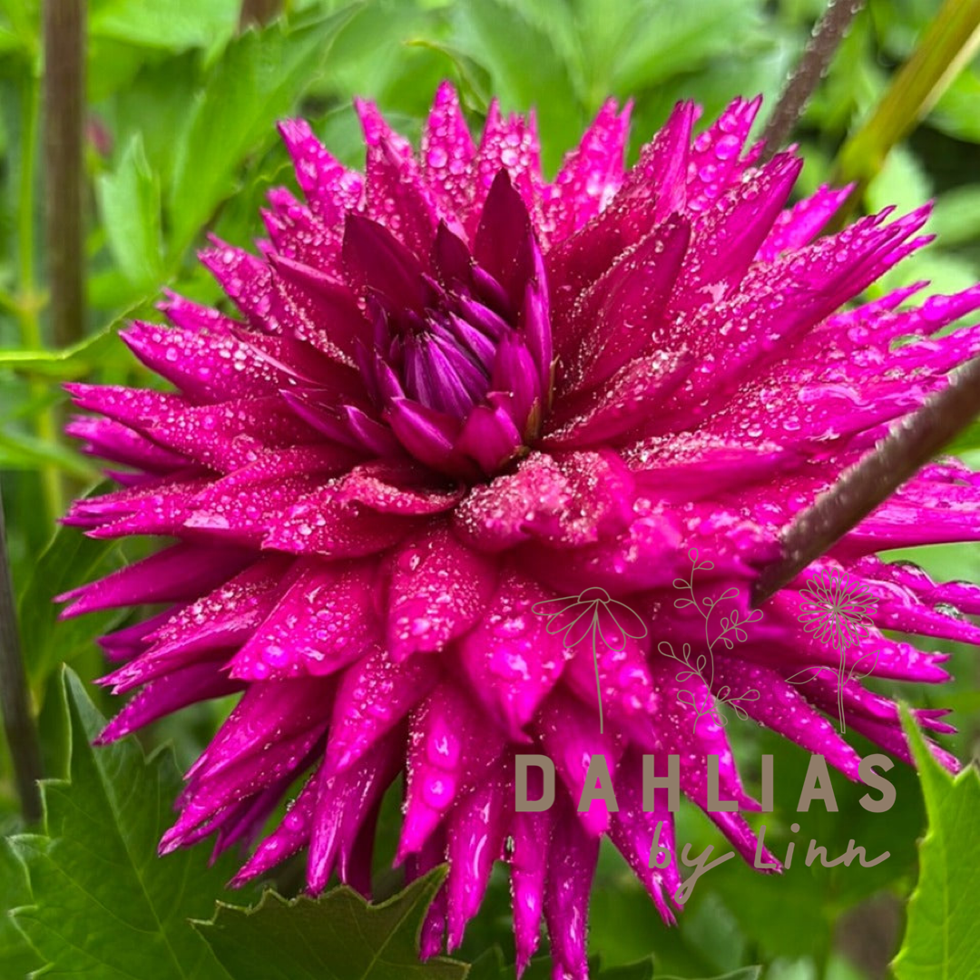 Dahlia Ambition