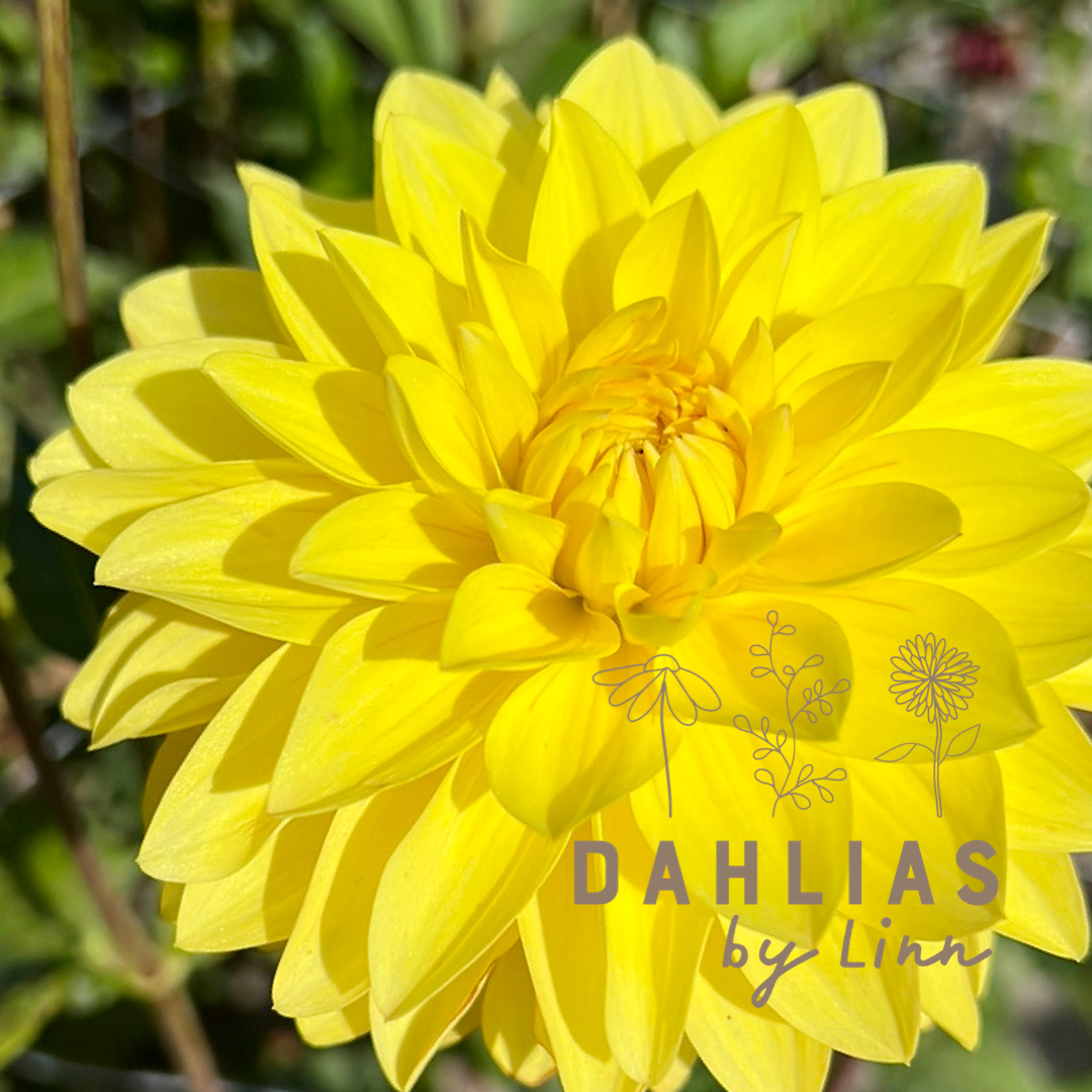 Dahlia American Sun