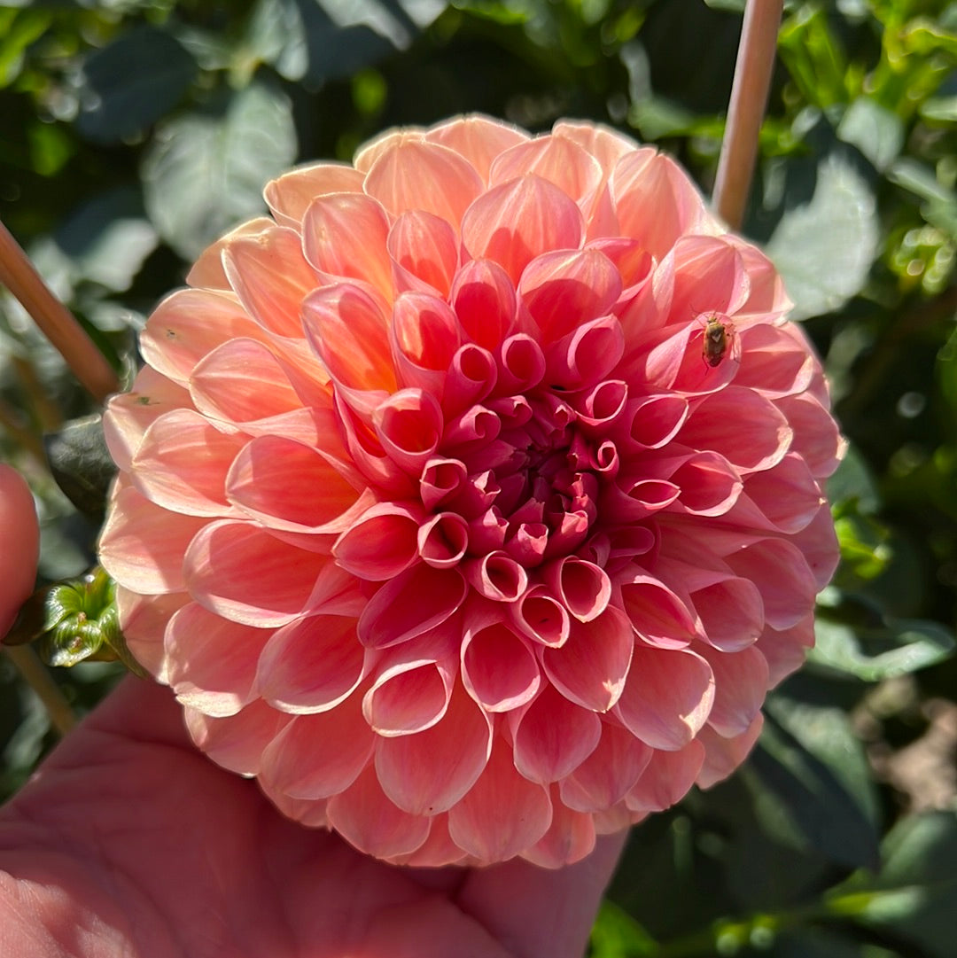 Dahlia Sebastian