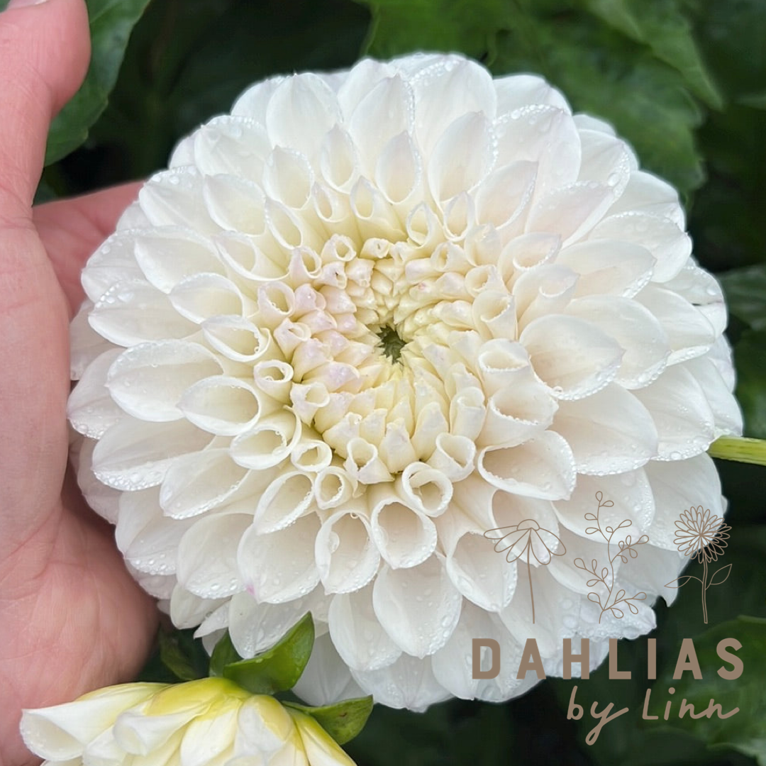 Dahlia Pink Pearl