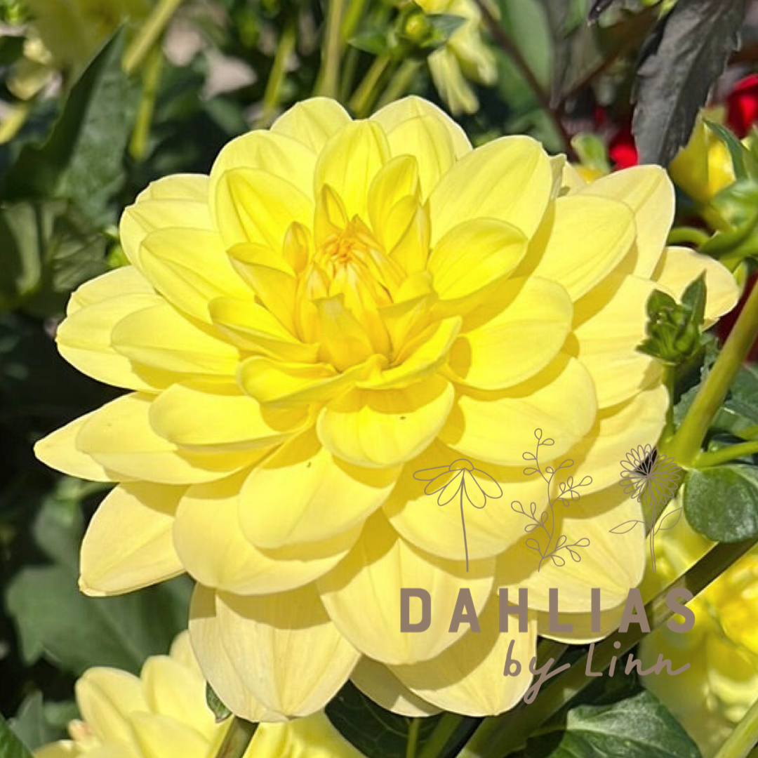 Dahlia Glory of Heemstede