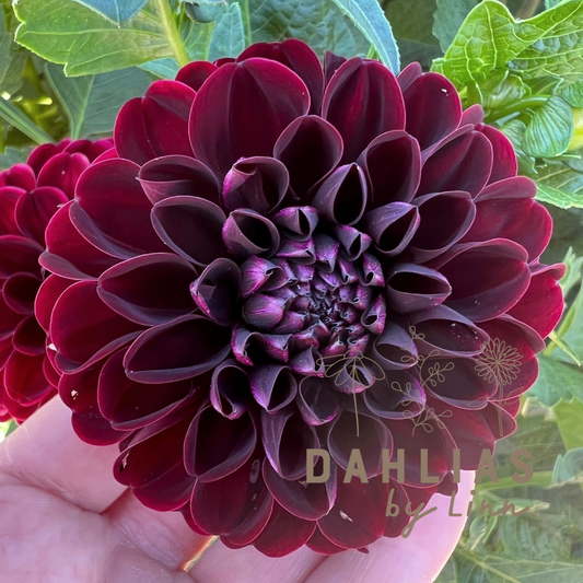 Dahlia Dark Spirit