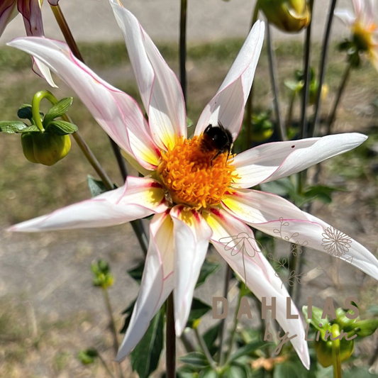 Dahlia Honka Fragile