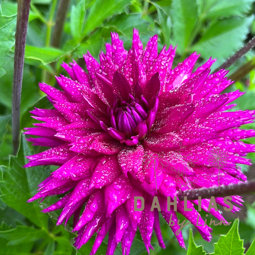 Dahlia Ambition