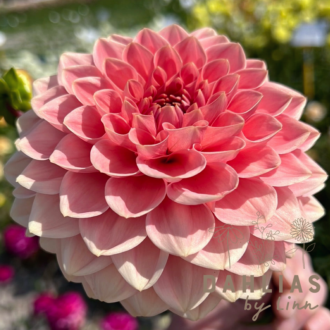 Dahlia Romance max 5st /kund