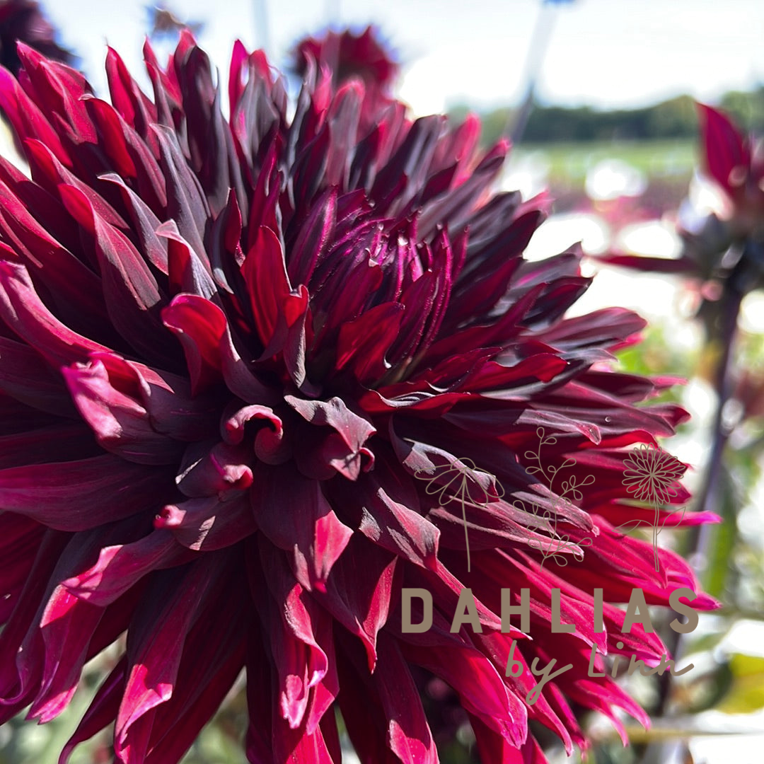 Dahlia Black Jack