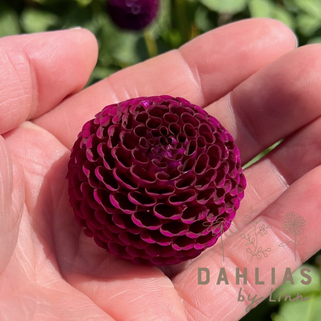 Dahlia Moorplace