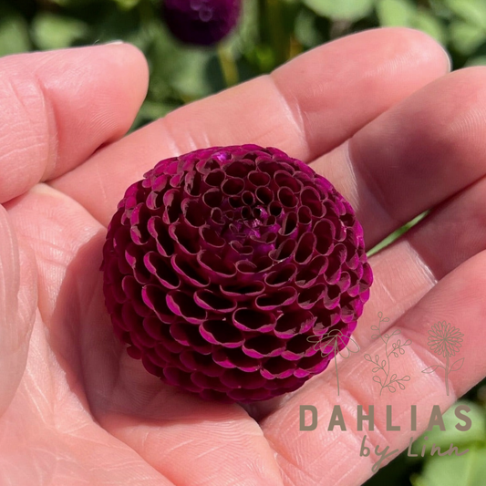 Dahlia Moorplace