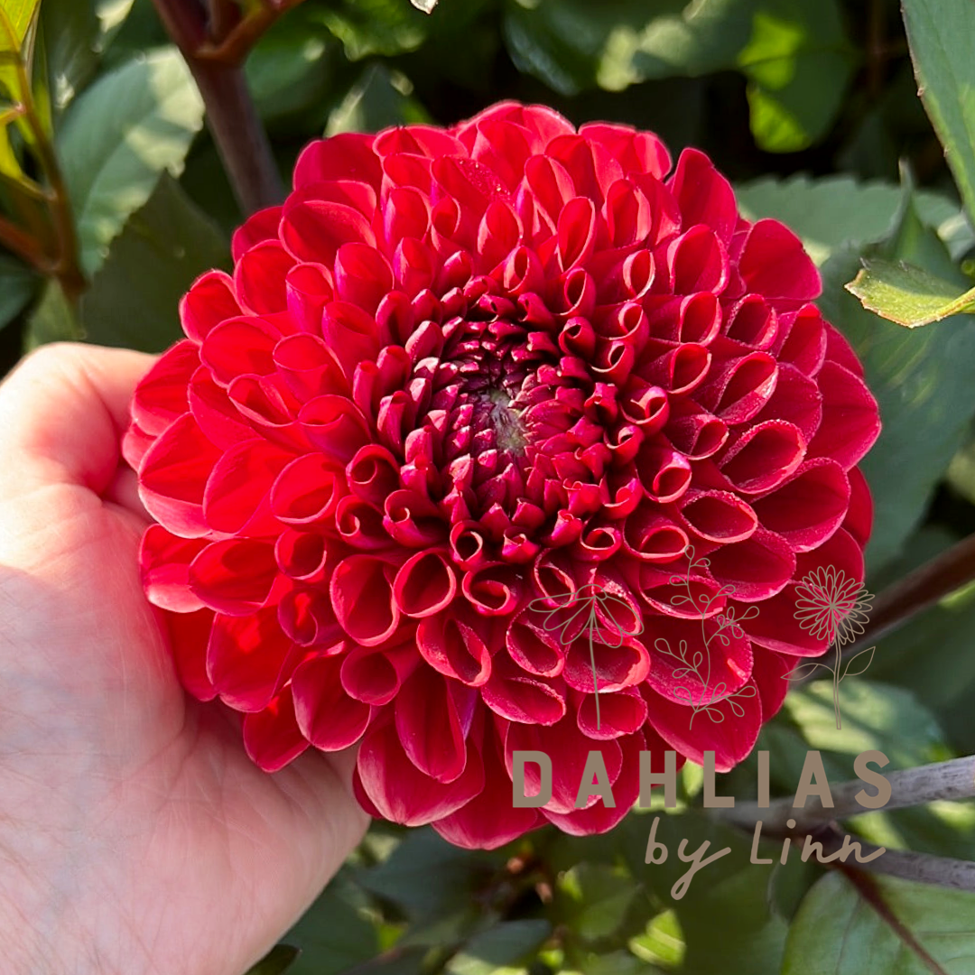 Dahlia Baccara
