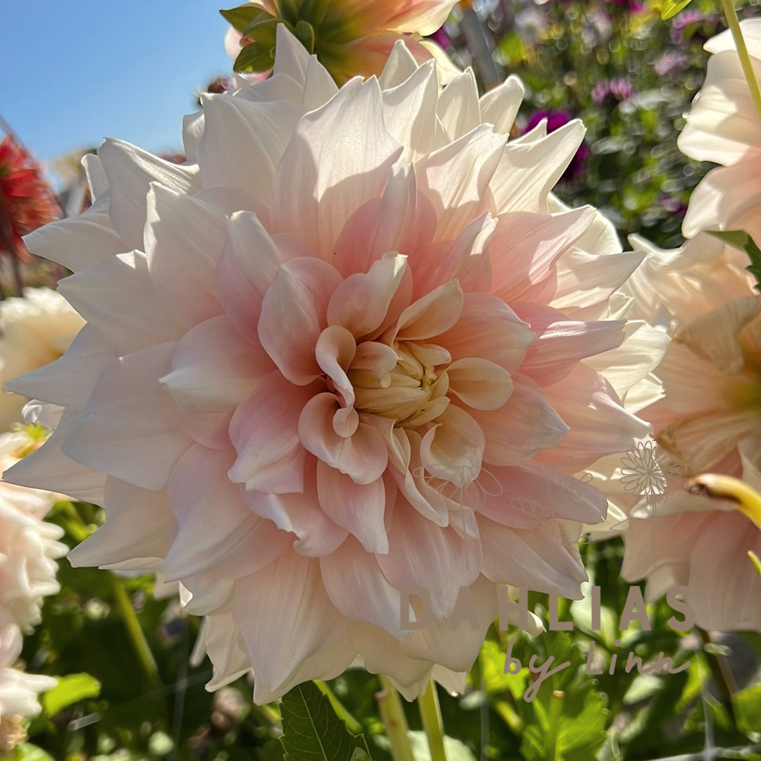 Dahlia Break Out