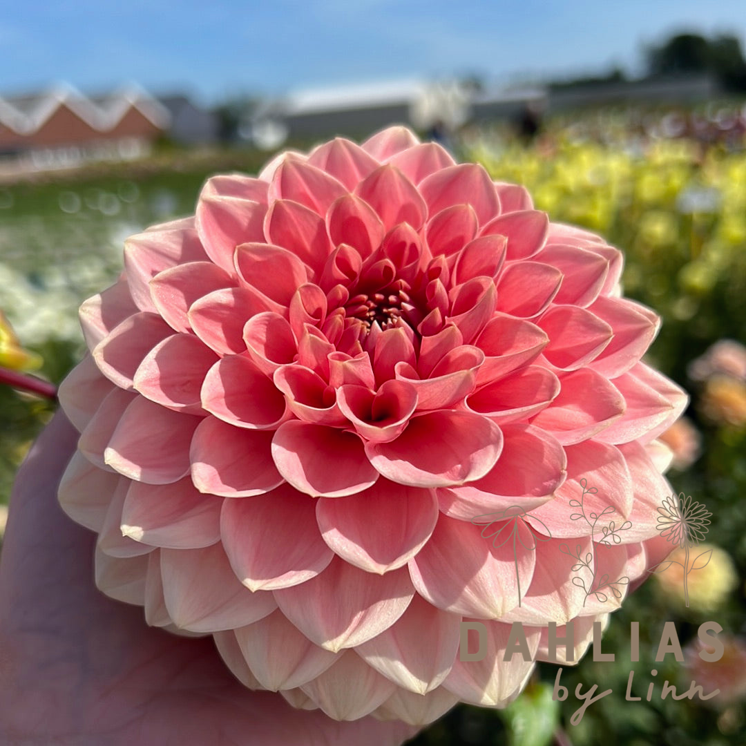 Dahlia Romance max 5st /kund