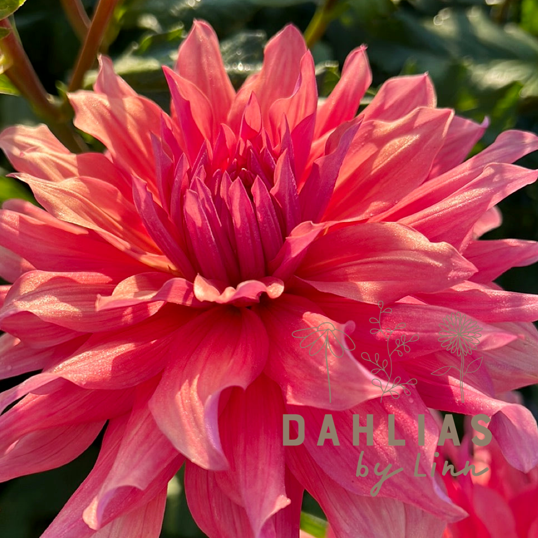 Dahlia Belle of Barmera